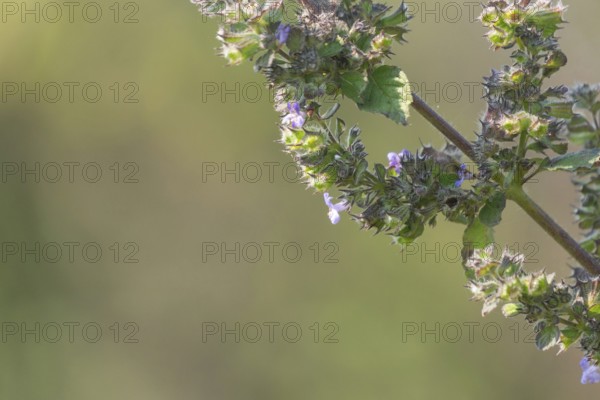 Close-up of a Mesosphaerum suaveolens (Hyptis suaveolens) plant stem with a lush green blurred