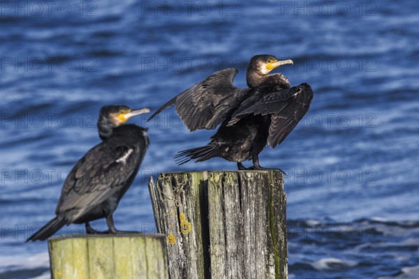 Cormorants (Phalacrocorax carbo) sitting on groynes, Fischland-Darß-Zingst, Baltic Sea,