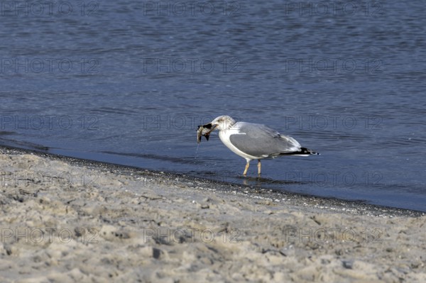Seagull (Larinae) on the beach, eating a fish, Fischland-Darß-Zingst, Baltic Sea,
