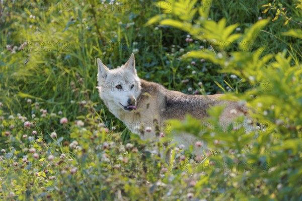 A timber wolf (Canis lupus lycaon) stands in backlight on a sunny day in dense green vegetation in