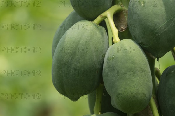 Cluster of green papayas hanging on a tree, emphasizing natural growth and tropical agriculture,