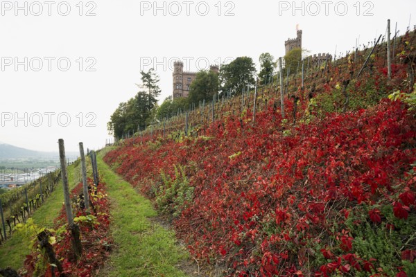 Castle and autumnal vineyards, Ortenberg Castle, Ortenberg, Kinzigtal, Ortenau, Black Forest,