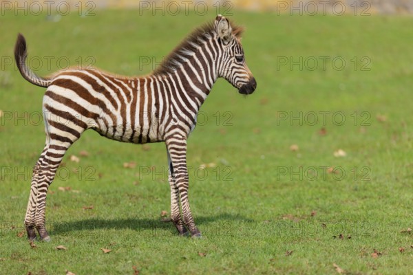 A Grant's zebra foal (Equus quagga boehmi) runs across a green meadow on a sunny day. East Africa