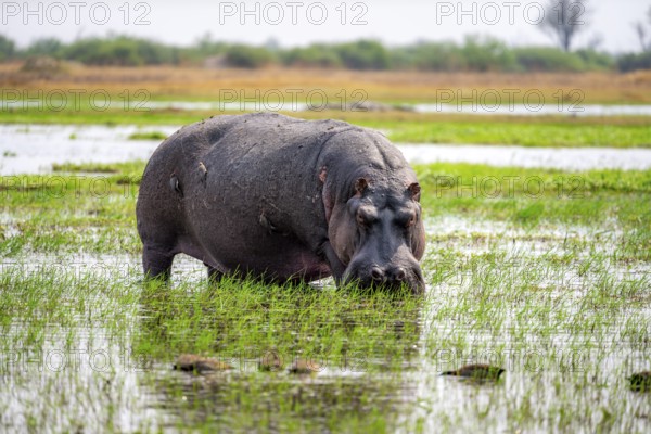 Hippopotamus (Hippopatamus amphibius), grazing in the shallow water of a lake, Okavango Delta,