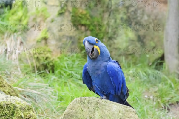 A hyacinth macaw (Anodorhynchus hyacinthinus) sits on a rock lying on a green meadow. Central and