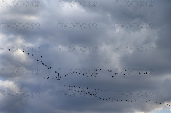 Wild geese (Anser anser) flying in formation under rain clouds (Nimbostratus) at the Darß,