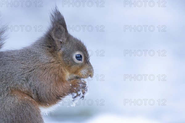 Red squirrel (Sciurus vulgaris) adult animal feeding on a nut in snow in winter, England, United