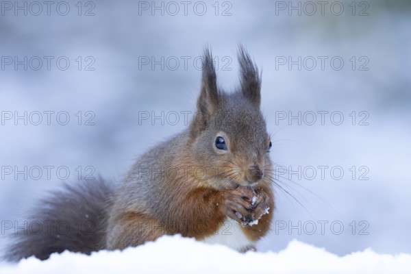 Red squirrel (Sciurus vulgaris) adult animal eating a hazel nut in snow in winter, England, United
