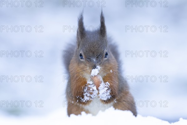 Red squirrel (Sciurus vulgaris) adult animal feeding on a hazel nut in snow in winter, England,