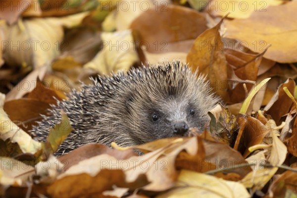 European hedgehog (Erinaceus europaeus) adult animal amongst fallen autumn leaves, England, United