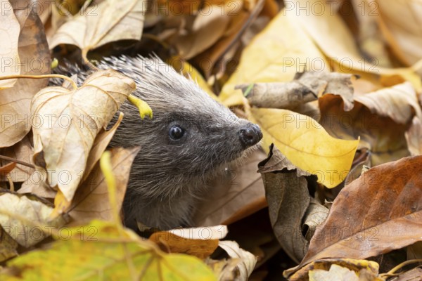 European hedgehog (Erinaceus europaeus) adult animal emerging from fallen autumn leaves, England,