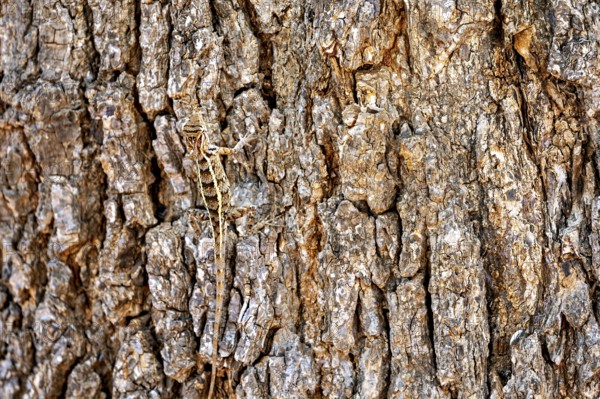 A lizard camouflages itself on brown, textured tree bark, Oriental garden agama (Calotes
