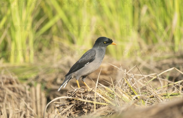 Jungle myna (Acridotheres fuscus) in a rice field, Sreepur, Gazipur, Bangladesh