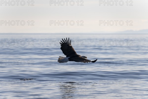 Bald eagle (Haliaeetus leucocephalus) in flight over the sea, Anchor Point at Cook Inlet, Anchor