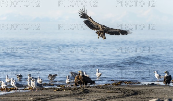 Bald eagle (Haliaeetus leucocephalus) landing on the beach next to gulls and eagles, Anchor Point