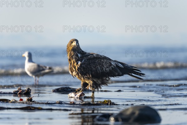 Bald eagle (Haliaeetus leucocephalus) on the beach with prey, Anchor Point, Cook Inlet, Anchor