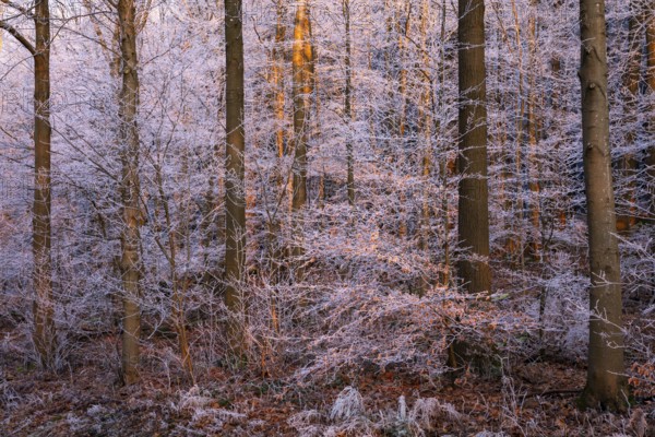 Wintery forest with hoarfrost on Königstuhl mountain, evening light, sunset, Rhein-Neckar district,