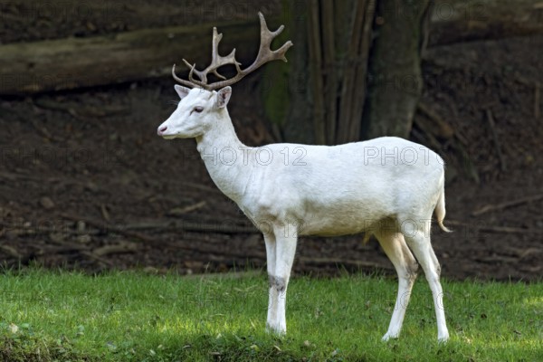 White shovel deer, fallow deer (dama dama), young animal, calf, white fur due to leucism gene