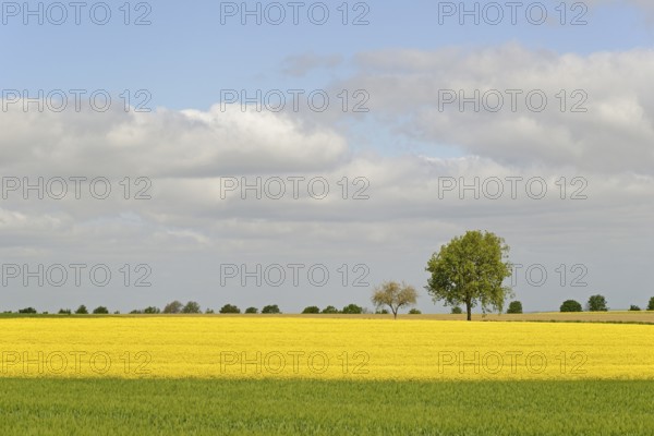 Deciduous trees, row of trees in the field landscape, green grain field and flowering rape field
