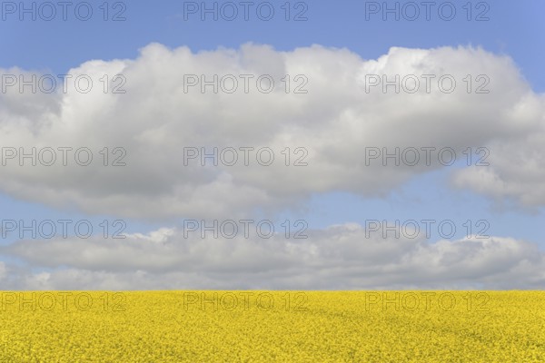Rapeseed (Brassica napus), flowering rapeseed field, blue cloudy sky, North Rhine-Westphalia,