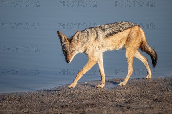 Black-backed jackal (Lupulella mesomelas) at a waterhole, Savuti, Chobe National Park, Botswana