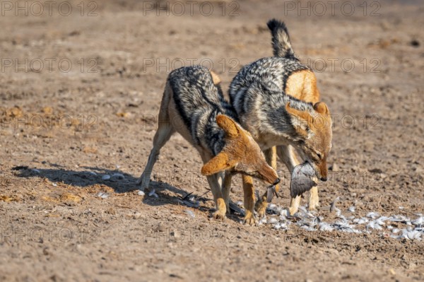 Two black-backed jackals (Lupulella mesomelas) hunting a pigeon, Savuti, Chobe National Park,