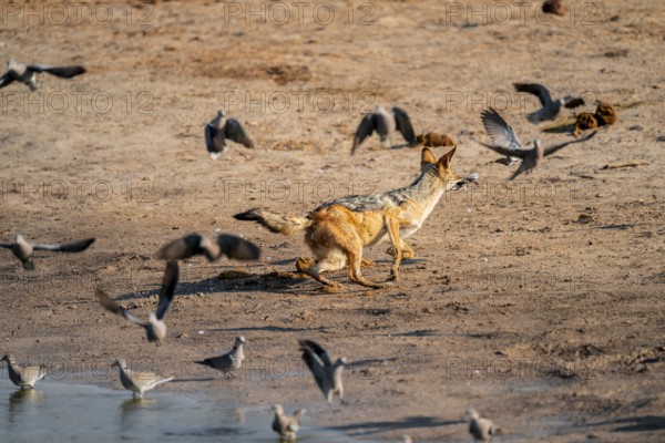 Black-backed jackal (Lupulella mesomelas) hunting pigeons, Savuti, Chobe National Park, Botswana