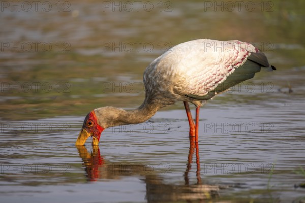 Glutton (Mycteria ibis) in the water foraging on the Chobe River, Ihaha, Chobe National Park,