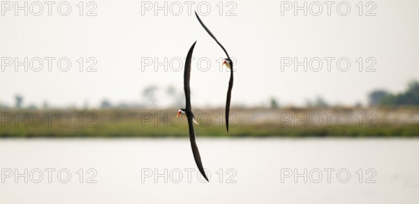 African Skimmer (Rynchops flavirostris), African Skimmer in flight, Ihaha, Chobe National Park,