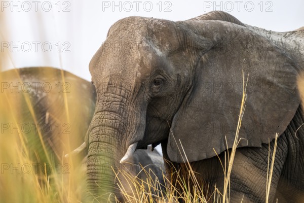 Animal portrait, African elephant (Loxodonta africana) feeding among grass, Ihaha, Chobe National