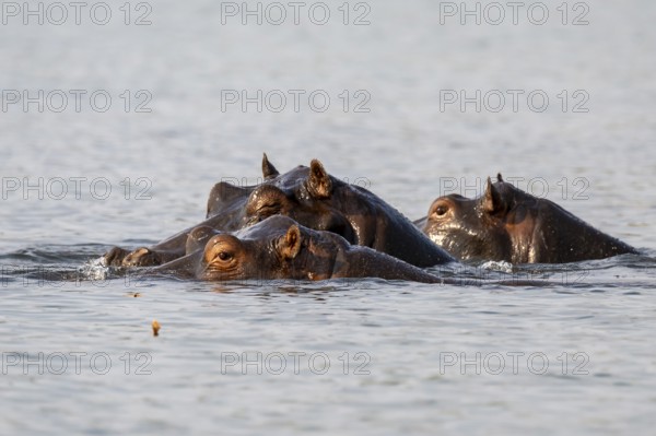 Hippopotamus (Hippopatamus amphibius) in the water, Chobe River, Ihaha, Chobe National Park,