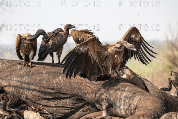 Many white-backed vultures (Gyps africanus), vultures feeding on the carcass of an elephant,