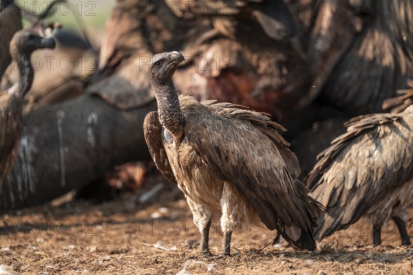 White-backed vulture (Gyps africanus), vulture feeding on the carcass of an elephant, Ihaha, Chobe