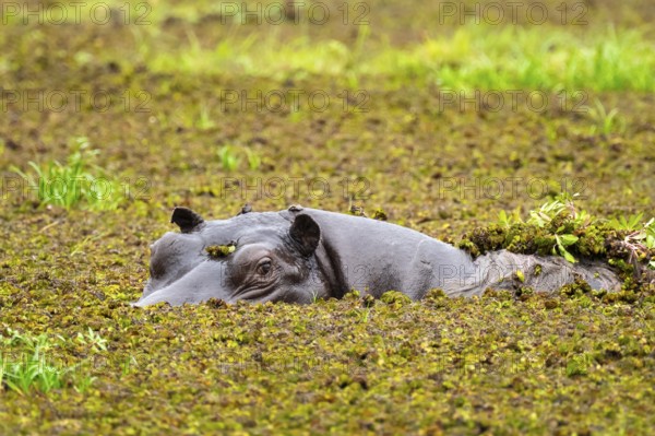 Hippopotamus (Hippopatamus amphibius) hiding in the swamp, Xakanaxa, Okavango Delta, Moremi Game