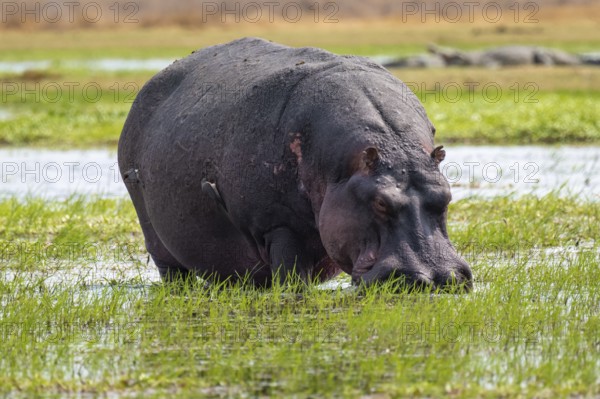 Hippopotamus (Hippopatamus amphibius) grazing, Xakanaxa, Okavango Delta, Moremi Game Reserve,