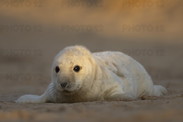 Grey seal (Halichoerus grypus) juvenile baby pup animal resting on a sand dune by a beach in