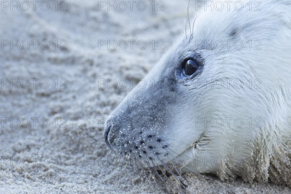 Grey seal (Halichoerus grypus) juvenile baby pup animal resting on a sandy beach in winter,