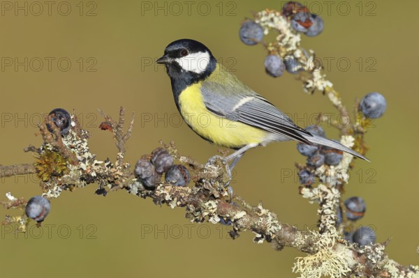 Great tit (Parus major), sitting on a branch in a blackthorn bush, (Prunus spinosa), sloes, with