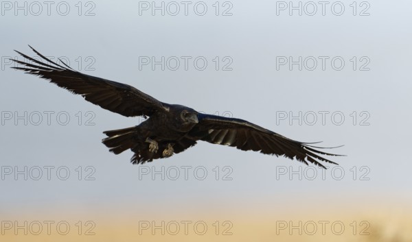 Raven (Corvus corax), flight, semi-desert, Fuerteventura, Spain