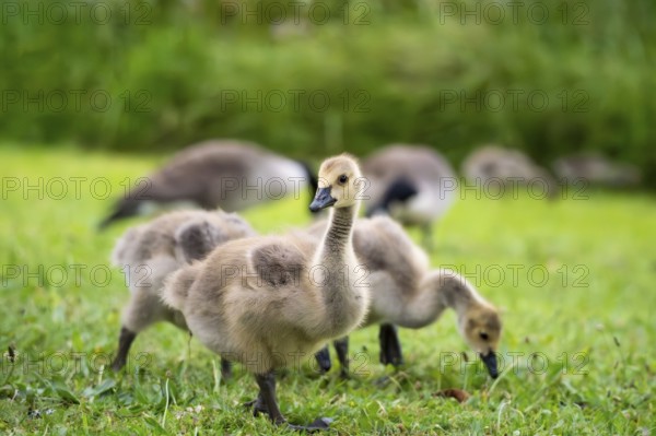 Canada goose (Branta canadensis), chicks in a meadow. Lake Mangamahoe, North Island, New Zealand