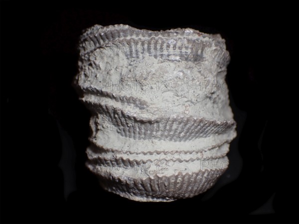 Fossil coral, petrification, cystiphyllum tenue, fossil, siluric around 430 million years old,