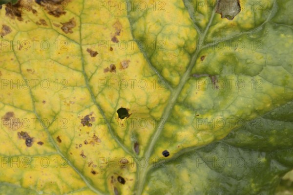 Sugar beet (Beta vulgaris) crop plant leaf in a farm field infected with virus yellows plant