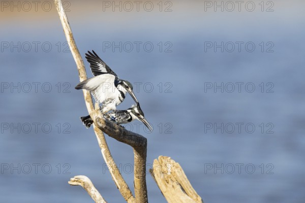 Pied Kingfisher (Ceryle rudis) mating Zambia August