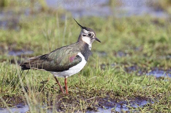 Lapwing (Vanellus vanellus), in splendid plumage, foraging in a marshy meadow, wildlife, Lembruch,
