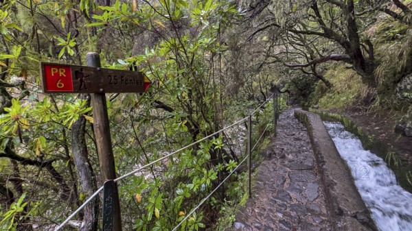 PR6 hiking trail to the 25 springs, along water channel, Levada das 25 Fontes, laurel forest,