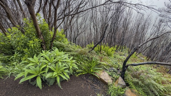 Burnt trees on the PR17 Pinaculo e Folhadal hiking trail, Levada, Irrigation Canal, Madeira,