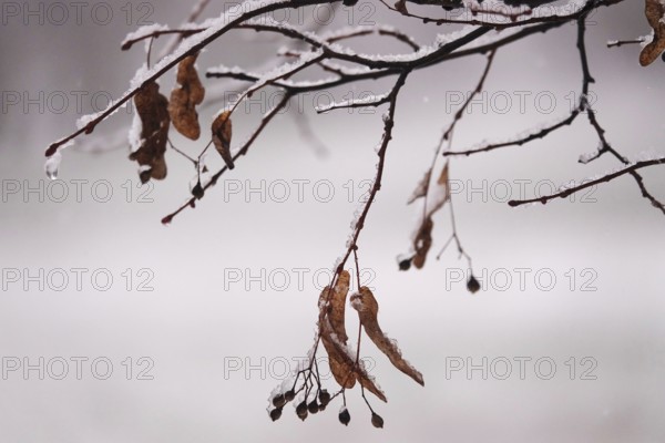 First snow on branches of trees, late autumn, Germany