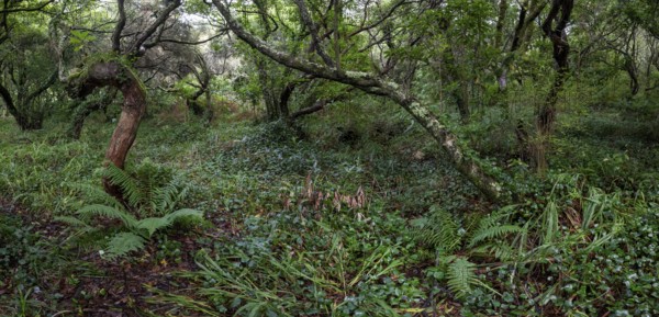 Laurel trees (Ocotea foetens) overgrown with moss and plants, old laurel forest, Laurisilva,