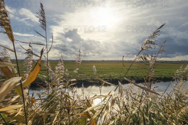 Moist meadows with reeds in the evening sun with the Hunte at Dümmer See, Lower Saxony