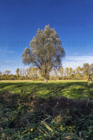 Silver willow (Salix Alba), in autumn, Senne, Bielefeld, North Rhine-Westphalia